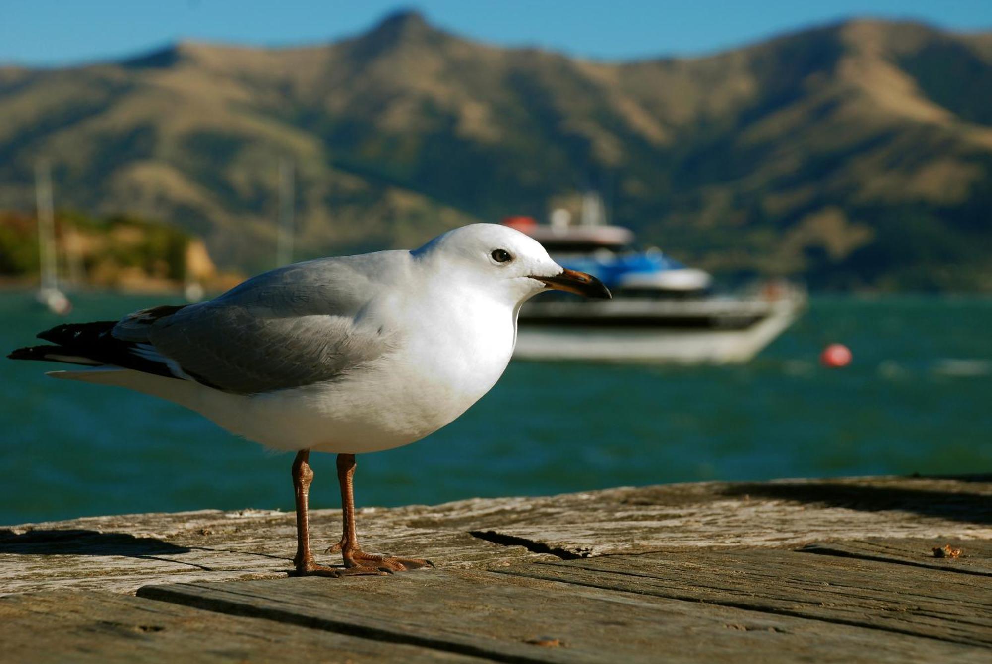 Akaroa Top 10 Holiday Park ภายนอก รูปภาพ